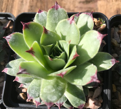 Sempervivum 'Blood Tip'